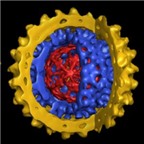 Nhiễm virut viêm gan B có gây dị ứng?