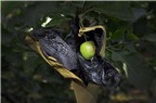 NTD nên làm gì để tránh mua phải táo bọc thuốc trừ sâu?