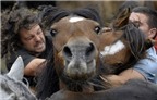Những pha đọ sức giữa người và ngựa tại lễ hội Rapa das Bestas