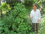 Giống nho ăn lá: Dễ trồng, ít sâu bệnh
