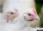 Loài gà có thể giúp con người chống lại bệnh ung thư?
