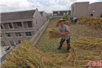 Độc đáo: Trồng lúa trên mái nhà, thu 11 yến gạo
