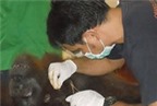 Đười ươi Sumatra sinh con ở Đầm Sen