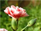 Hoa cẩm chướng chữa sỏi thận