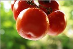 Ăn cà chua có thể giảm nguy cơ đột quỵ