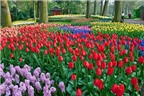 Những trải nghiệm thú vị ở xứ sở hoa Hà Lan