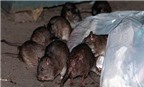 Nguy cơ nhiễm vi rút suy thận do tiếp xúc với chất bài tiết của chuột