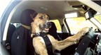 Kinh ngạc: Chó lái ô tô thành thục