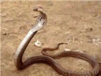 Cách nào phân biệt rắn độc?