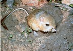 Chuột gieo rắc 35 loại bệnh truyền nhiễm