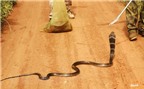 Nhiều loài rắn đứng trước nguy cơ bị tuyệt chủng