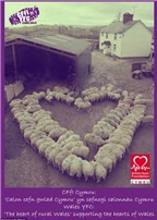 Độc đáo 100 con cừu xếp thành hình trái tim