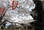 Nhật Bản đang nhộn nhịp trong lễ hội hoa anh đào