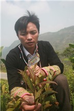 Cơn sốt “săn” chè tím... chữa ung thư của dân Việt