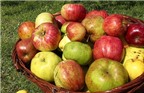 Nghiên cứu tạo giống táo cho người bị dị ứng hoa quả