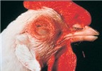 Trị ung thư tiền liệt tuyến bằng virus gây bệnh ở gà