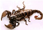 Nọc bọ cạp: Chất độc hữu ích?