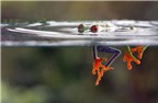 Ấn tượng ảnh về loài ếch quý hiếm