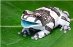 Kỳ dị loài ếch tiết “sữa” khi bị... stress