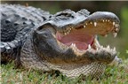 Bí quyết thay răng hàng chục lần ở cá sấu
