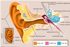 Viêm tai giữa: Dùng thuốc sai và những hậu quả