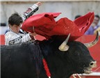 Oai hùng lễ hội đấu bò tót ở Pháp