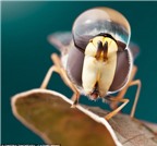 Những bức ảnh độc đáo về côn trùng và giọt nước