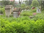 Rau nghĩa địa, càng gần mộ càng xanh tốt