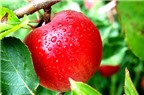 9 lợi ích bất ngờ từ trái táo
