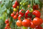 11 lý do nên ăn cà chua