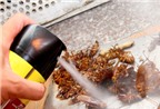 Cách dùng thuốc diệt côn trùng không gây hại sức khỏe