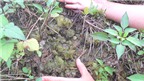 Bám đá “săn” rêu đặc sản