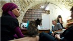 Độc đáo quán cà phê mèo ở Paris