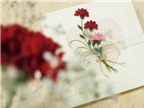 Tự chế hộp quà kiêm tranh hoa cẩm chướng tuyệt đẹp