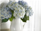 5 cách cắm hoa cẩm tú cầu tuyệt đẹp và sáng tạo