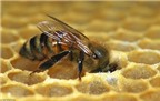 Huấn luyện ong phát hiện bệnh ung thư