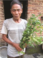 Thầy lang nức tiếng với bài thuốc chữa sỏi thận bằng lá cây tươi ở Bắc Giang