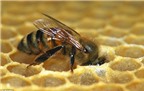Huấn luyện ong mật phát hiện ung thư trong 10 phút