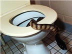 Bị rắn cắn 'của quý' khi đi vệ sinh