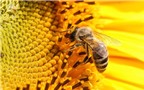 Những tác dụng kỳ diệu của keo ong Brazil