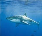 Hé lộ tuổi thọ thật của cá mập trắng