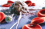 Phát hiện protein ngăn chặn di căn ung thư máu