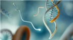 Kẹp DNA chẩn đoán đột biến di truyền gây ung thư