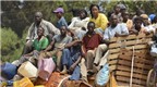 Trung Phi đứng trước nguy cơ thảm họa diệt chủng