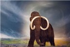 Nghiên cứu mới về nguyên nhân gây tuyệt chủng voi ma mút