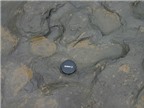 Phát hiện dấu chân người cách đây 800.000 năm
