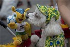 Carnival độc đáo cho cún cưng ở Brazil