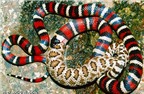 7 câu chuyện thú vị về loài rắn
