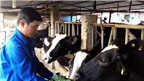 Chàng thanh niên làm “bà đỡ” cho bò sữa