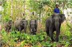 Chùm ảnh đàn voi nhà ở Đắk Lắk có nguy cơ tuyệt chủng